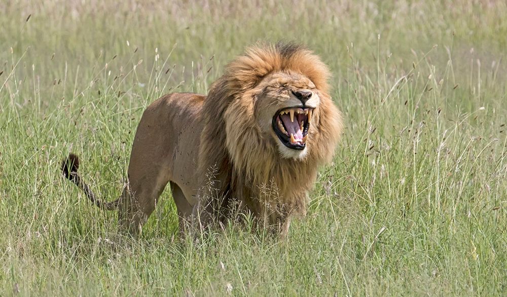Africa-Tanzania-Serengeti Lion displaying the Flehmen reaction